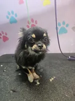 Harry, a male Chihuahua for sale in San Antonio, TX – Photo 8 of 8