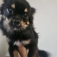 Harry, a male Chihuahua for sale in San Antonio, TX – Photo 2 of 8