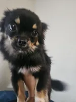 Harry, a male Chihuahua for sale in San Antonio, TX – Photo 2 of 8