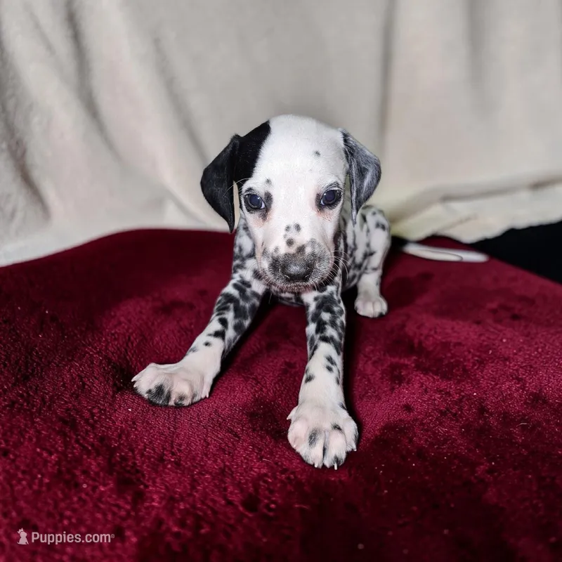 Reed – Dalmatian puppy for sale in San Antonio, TX