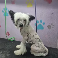 Snoopie hhl, a male Chinese Crested for sale in San Antonio, TX – Photo 7 of 9