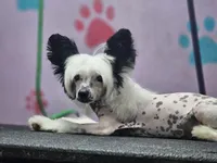 Snoopie hhl, a male Chinese Crested for sale in San Antonio, TX – Photo 5 of 9