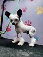 Snoopie hhl, a male Chinese Crested for sale in San Antonio, TX – Photo 3 of 9