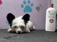 Snoopie hhl, a male Chinese Crested for sale in San Antonio, TX – Photo 1 of 9