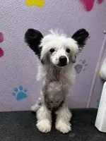 Snoopie hhl, a male Chinese Crested for sale in San Antonio, TX – Photo 6 of 9