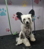 Snoopie hhl, a male Chinese Crested for sale in San Antonio, TX – Photo 8 of 9
