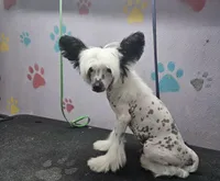 Snoopie hhl, a male Chinese Crested for sale in San Antonio, TX – Photo 9 of 9