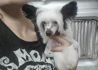 Snoopie hhl, a male Chinese Crested for sale in San Antonio, TX – Photo 4 of 9