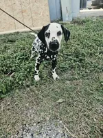 Reed, a male Dalmatian for sale in San Antonio, TX – 5 of 7