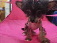 Siri true hairless, a female Chinese Crested and Pekingese for sale in San Antonio, TX – 4 of 4