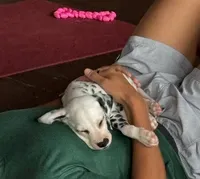 Uno, a male Dalmatian for sale in San Antonio, TX – 4 of 9