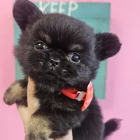 Midnight, a male Chihuahua for sale in San Antonio, TX – Photo 6 of 9