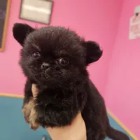 Midnight, a male Chihuahua for sale in San Antonio, TX – Photo 3 of 9