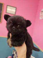 Midnight, a male Chihuahua for sale in San Antonio, TX – Photo 3 of 9