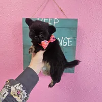 Midnight, a male Chihuahua for sale in San Antonio, TX – Photo 9 of 9