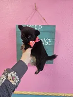 Midnight, a male Chihuahua for sale in San Antonio, TX – Photo 9 of 9