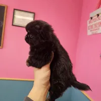 Midnight, a male Chihuahua for sale in San Antonio, TX – Photo 2 of 9