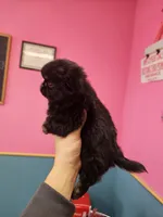 Midnight, a male Chihuahua for sale in San Antonio, TX – Photo 2 of 9