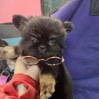 Midnight, a male Chihuahua for sale in San Antonio, TX – Photo 8 of 9