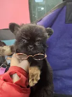 Midnight, a male Chihuahua for sale in San Antonio, TX – Photo 8 of 9