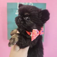 Midnight, a male Chihuahua for sale in San Antonio, TX – Photo 7 of 9