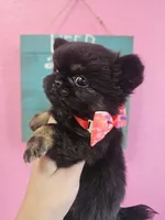 Midnight, a male Chihuahua for sale in San Antonio, TX – Photo 7 of 9