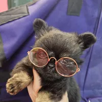 Midnight, a male Chihuahua for sale in San Antonio, TX – Photo 5 of 9