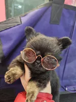 Midnight, a male Chihuahua for sale in San Antonio, TX – Photo 5 of 9