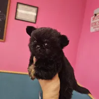 Midnight, a male Chihuahua for sale in San Antonio, TX – Photo 1 of 9