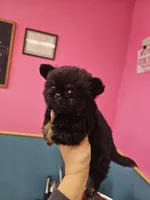 Midnight, a male Chihuahua for sale in San Antonio, TX – Photo 1 of 9