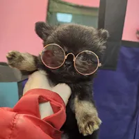 Midnight, a male Chihuahua for sale in San Antonio, TX – Photo 4 of 9