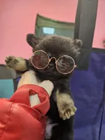 Midnight, a male Chihuahua for sale in San Antonio, TX – Photo 4 of 9