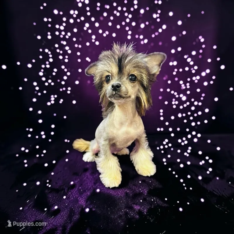 Lainey true  hairless – Chihuahua, Chinese Crested puppy for sale in San Antonio, TX