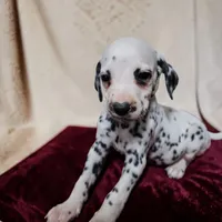 Valentino, a male Dalmatian for sale in San Antonio, TX – 2 of 5