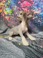 Lainey true  hairless, a female Chihuahua and Chinese Crested for sale in San Antonio, TX – 5 of 8