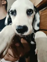 Uno, a male Dalmatian for sale in San Antonio, TX – 1 of 9