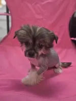 Lainey true  hairless, a female Chinese Crested and Pekingese for sale in San Antonio, TX – 6 of 7