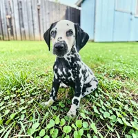 Reed, a male Dalmatian for sale in San Antonio, TX – 4 of 7