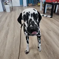 Akc Salty, a female Dalmatian for sale in San Antonio, TX – Photo 3 of 4