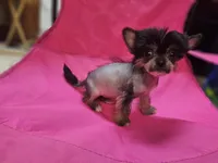 Siri true hairless, a female Chinese Crested and Pekingese for sale in San Antonio, TX – 3 of 4