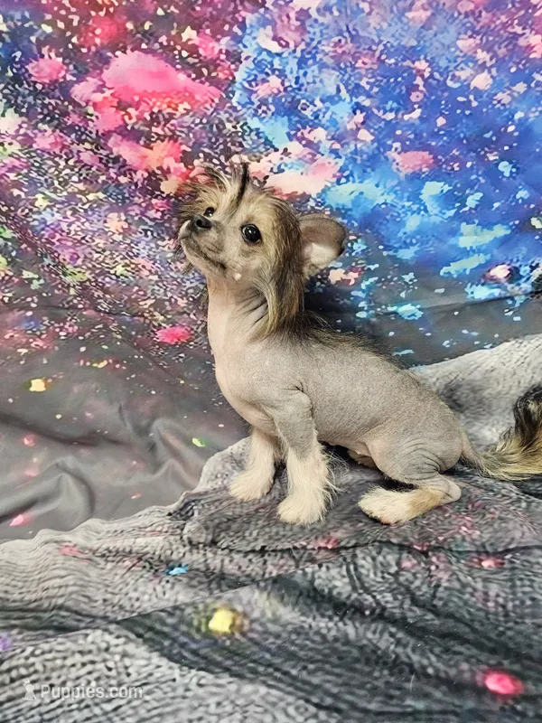 Lainey true  hairless – Chihuahua, Chinese Crested puppy for sale in San Antonio, TX