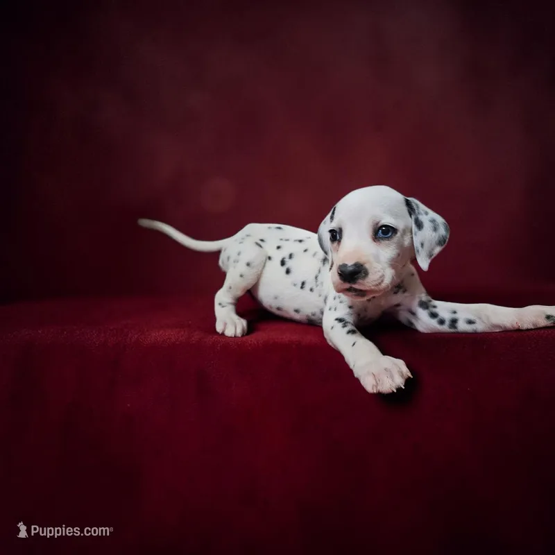 Uno – Dalmatian puppy for sale in San Antonio, TX