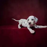 Uno, a male Dalmatian for sale in San Antonio, TX – 6 of 9