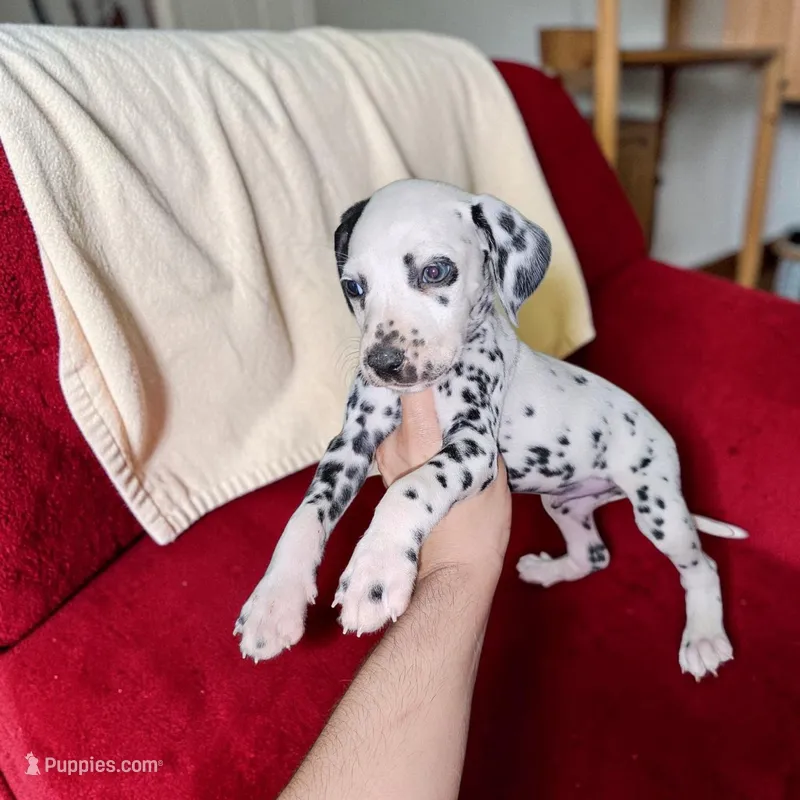 Greene – Dalmatian puppy for sale in San Antonio, TX