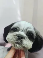 Oreo, a female Shih Tzu for sale in San Antonio, TX – Photo 3 of 5