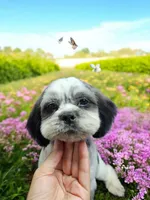 Oreo, a female Shih Tzu for sale in San Antonio, TX – Photo 1 of 5