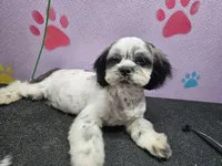 Oreo, a female Shih Tzu for sale in San Antonio, TX – Photo 4 of 5