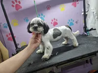 Oreo, a female Shih Tzu for sale in San Antonio, TX – Photo 5 of 5