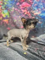 Siri true hairless, a female Chihuahua and Chinese Crested for sale in San Antonio, TX – 5 of 7