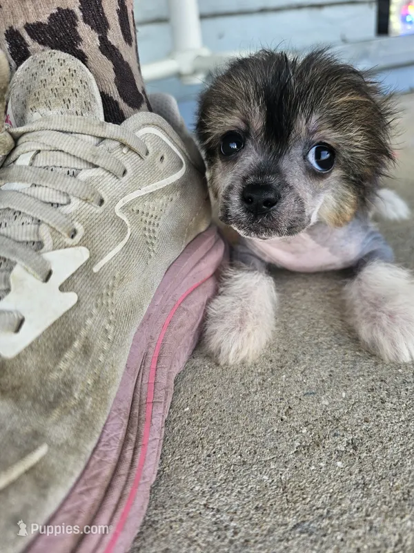 Lainey true  hairless – Chinese Crested, Pekingese puppy for sale in San Antonio, TX